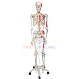 modelo anatómico humano