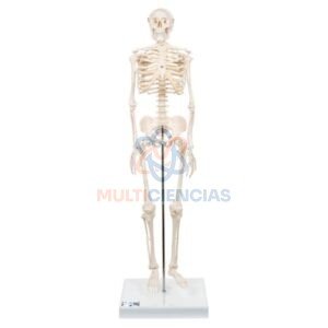 modelo anatómico humano