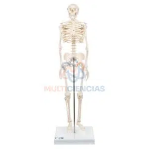 modelo anatómico humano