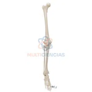 modelos anatomicos