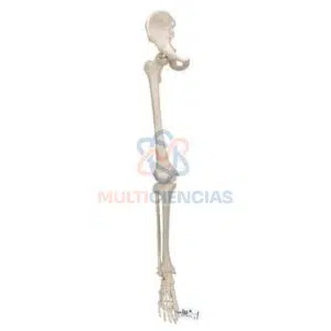 modelos anatomicos