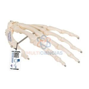 modelos anatomicos