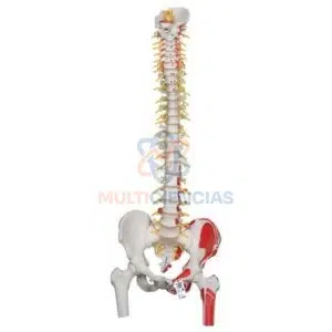 modelos anatomicos