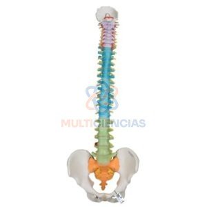 modelos anatomicos