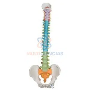 modelos anatomicos