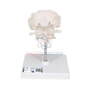 modelos anatomicos