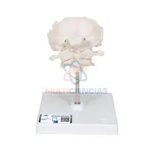 modelos anatomicos