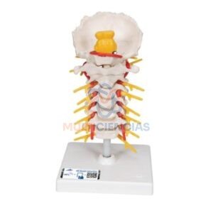 modelos anatomicos