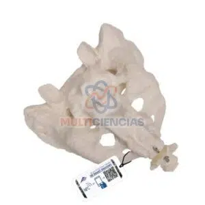 modelos anatomicos