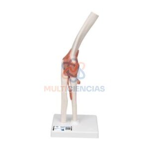 modelos anatomicos