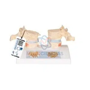 modelos anatomicos