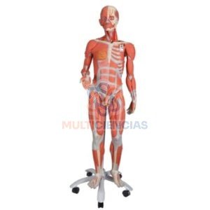 modelo anatomico del cuerpo humano