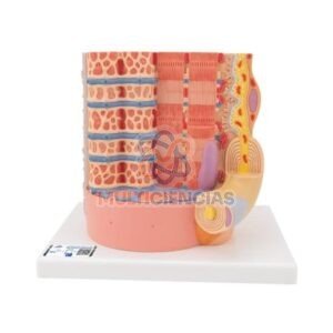 modelos anatomicos
