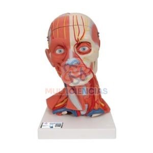 modelos anatomicos
