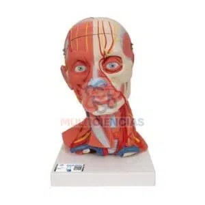modelos anatomicos