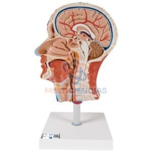 modelos anatomicos