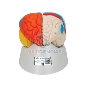 modelo anatomico