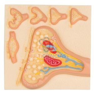 modelos anatomicos