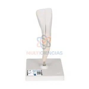 modelos anatomicos