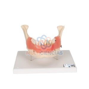 modelos anatomicos