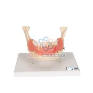 modelos anatomicos
