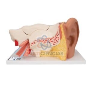 modelos anatomicos