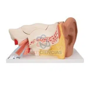 modelos anatomicos