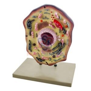 modelo anatomico del cuerpo humano