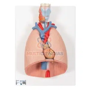 modelos anatomicos