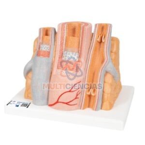 modelos anatomicos