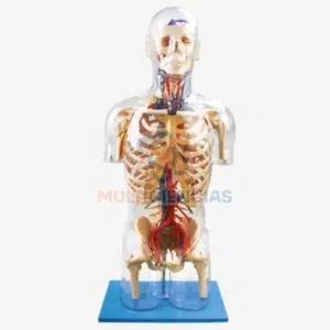 modelo anatomico