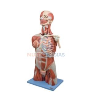modelo anatomico aparato reproductor masculino