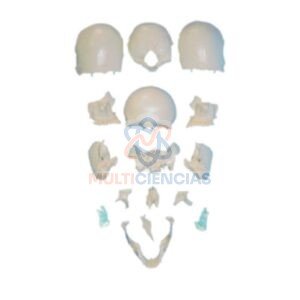 modelo anatomico