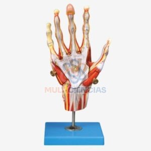 modelo anatomico
