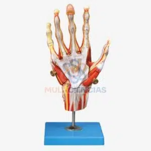 modelo anatomico