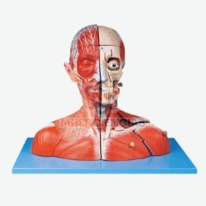 modelo anatomico