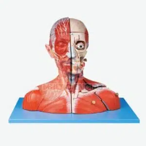 modelo anatomico