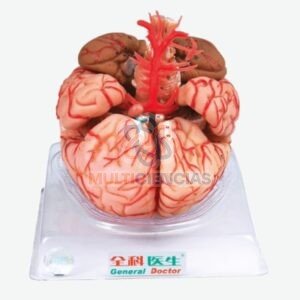 modelo anatomico