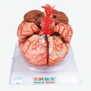 modelo anatomico