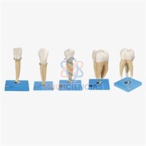 modelo anatomico
