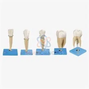 modelo anatomico