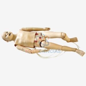 modelos anatomicos