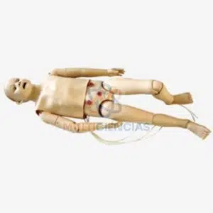 modelos anatomicos