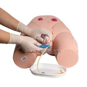 modelo anatomico aparato reproductor masculino