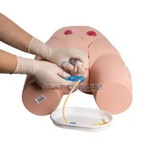 modelo anatomico aparato reproductor masculino