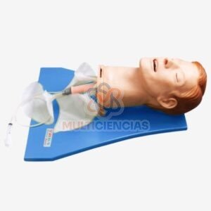 modelo anatomico