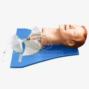 modelo anatomico