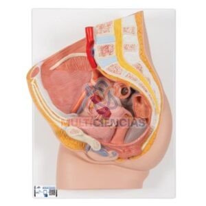 modelos anatomicos