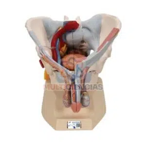 modelo anatomico aparato reproductor masculino
