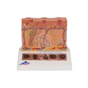 modelos anatomicos